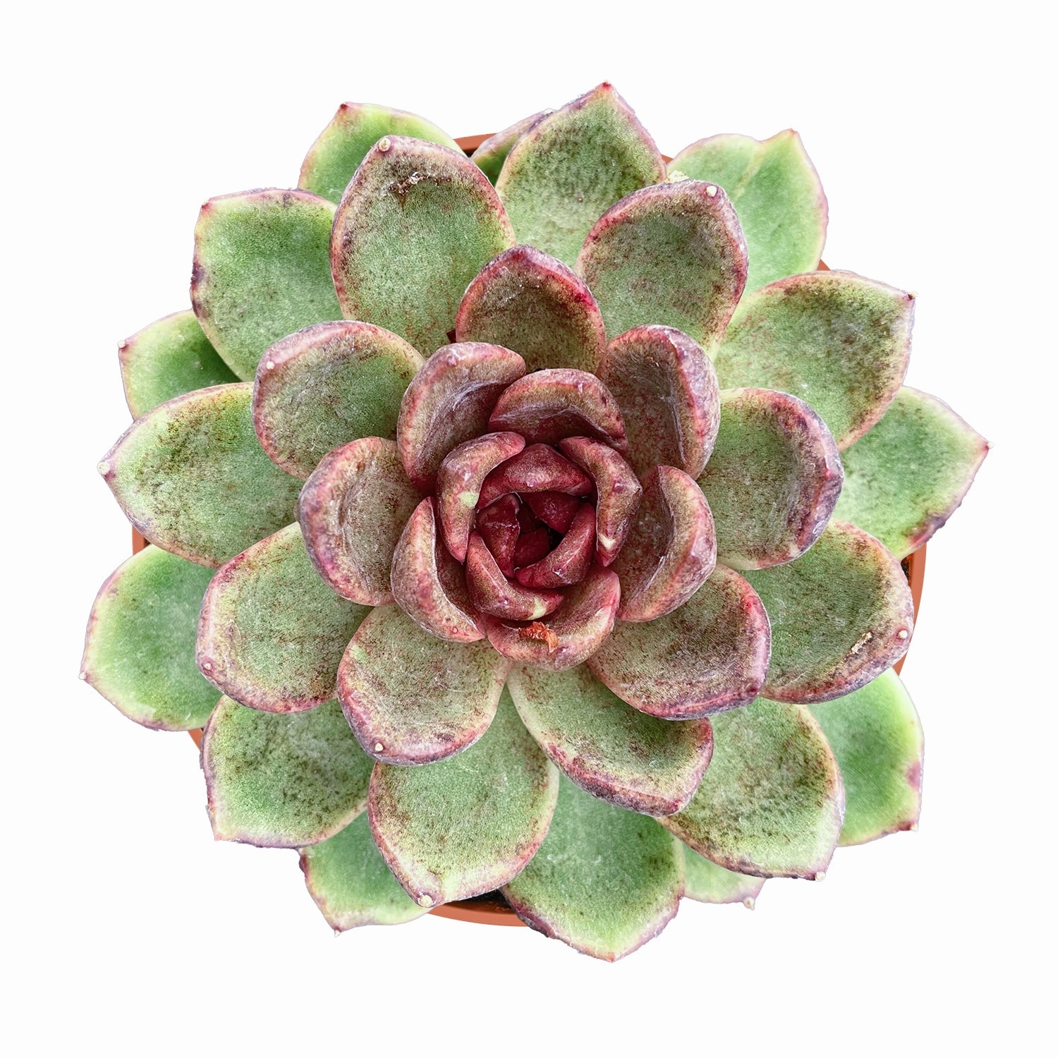 Echeveria 'Amethyst' (4 inch) mini ornamental plant  