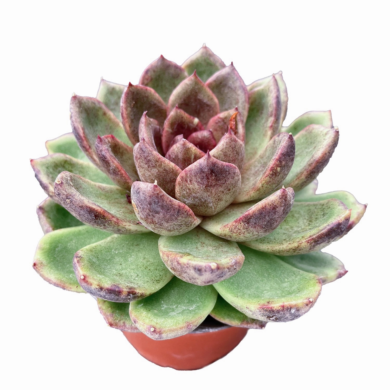 Echeveria 'Amethyst' (4 inch)