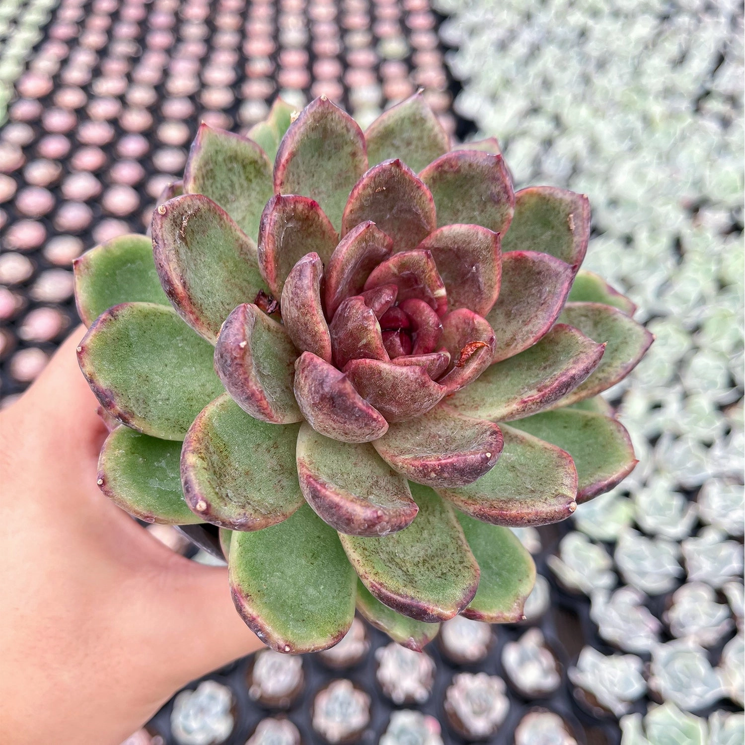 Echeveria 'Amethyst' (4 inch)
