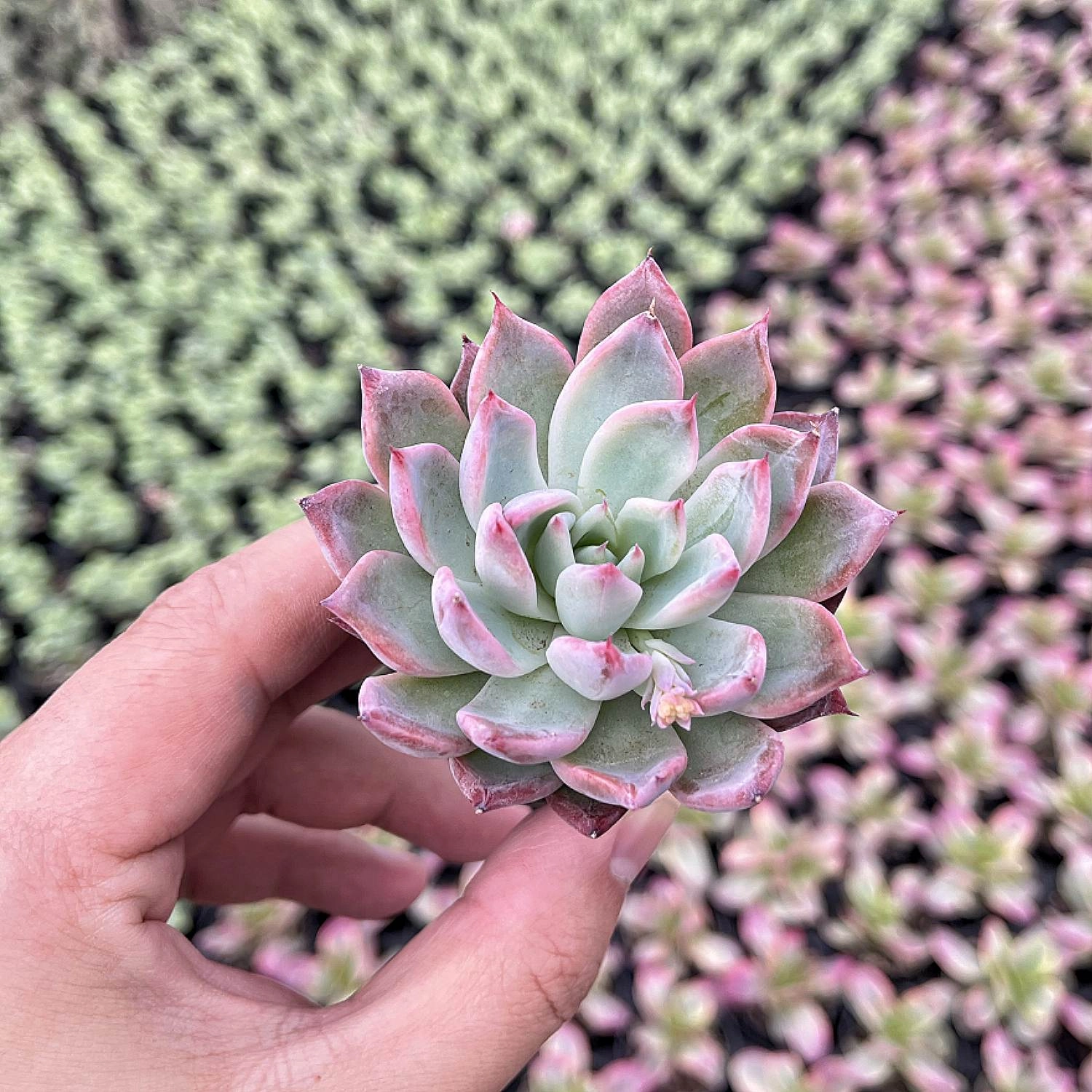 Echeveria 'Aranjuez'