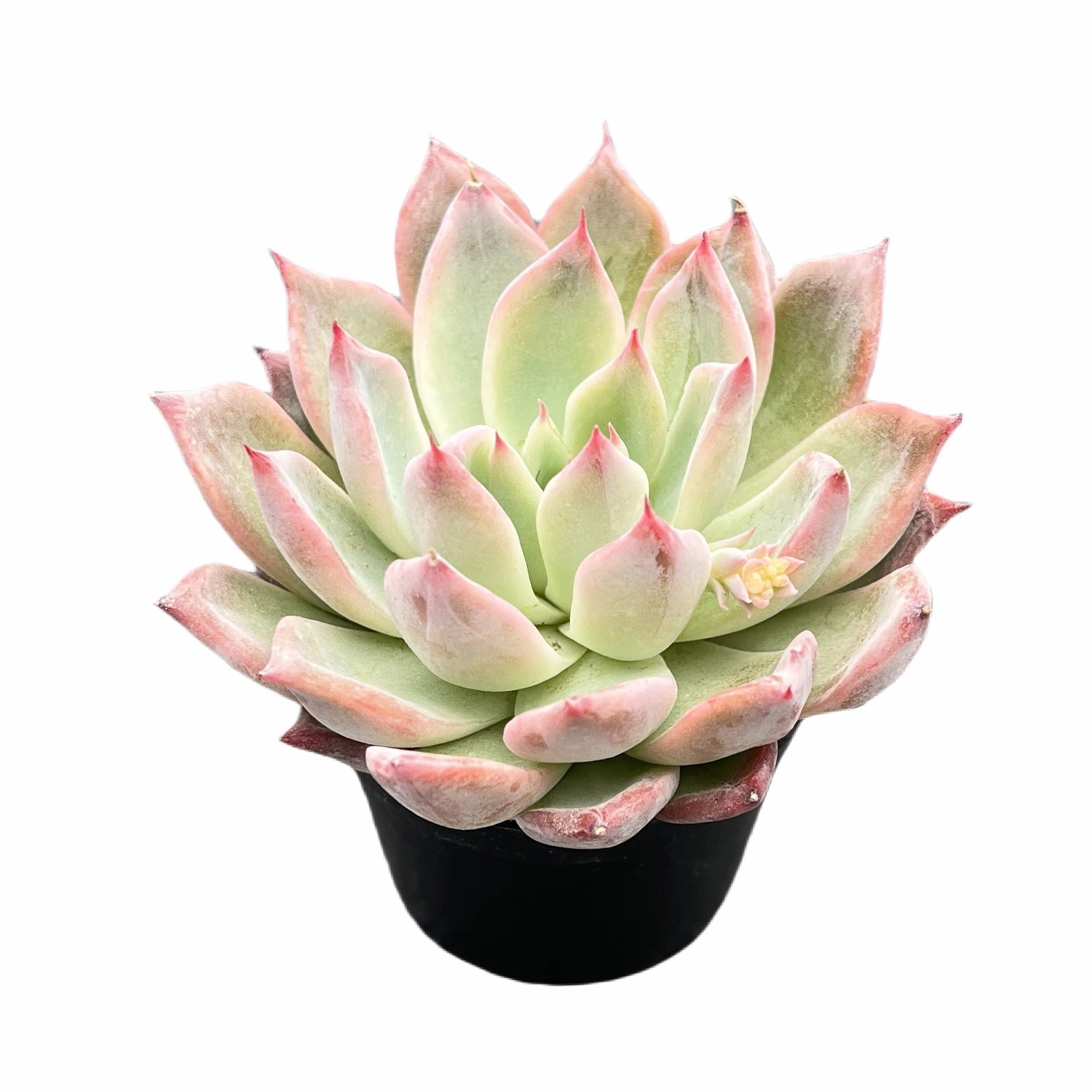 Echeveria 'Aranjuez'