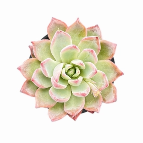 Echeveria 'Aranjuez' mini ornamental plant  