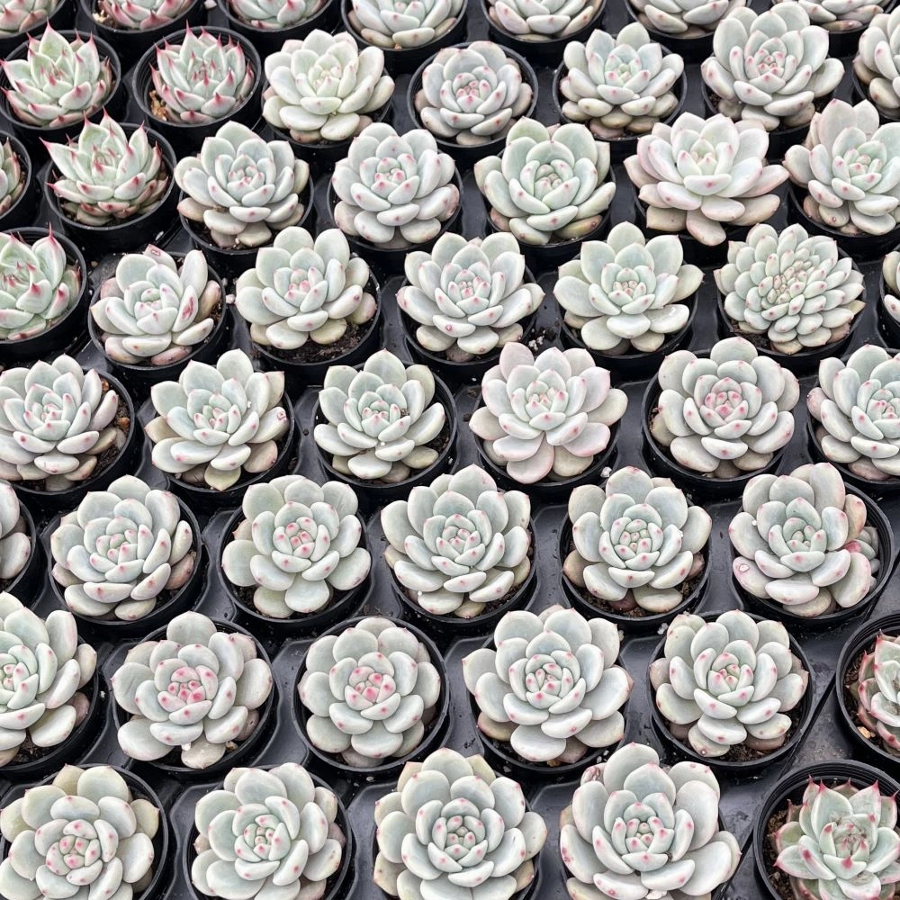 Echeveria 'Ariel' Bulk 54 Tray - 2in Pot