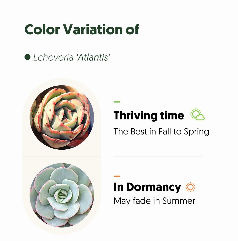 Echeveria 'Atlantis' (4 inch)