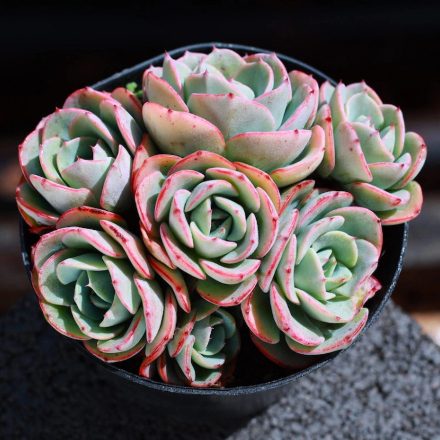 Echeveria 'Atlantis' (4 inch)