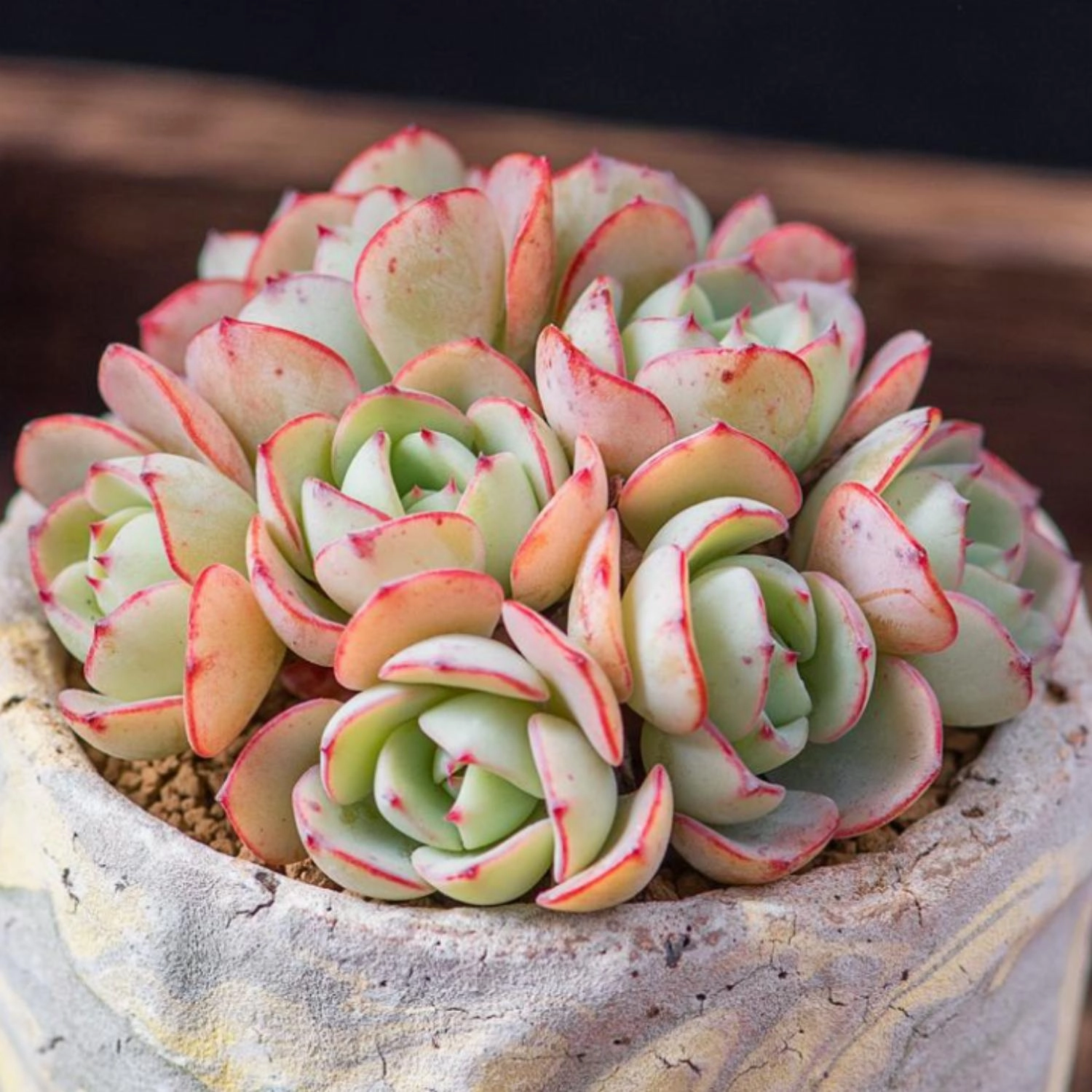 Echeveria 'Atlantis' (4 inch)