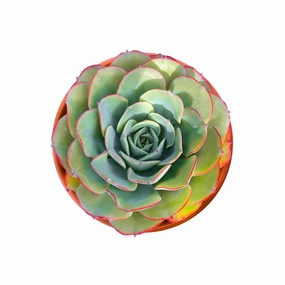 Echeveria 'Atlantis' (4 inch) mini ornamental plant  