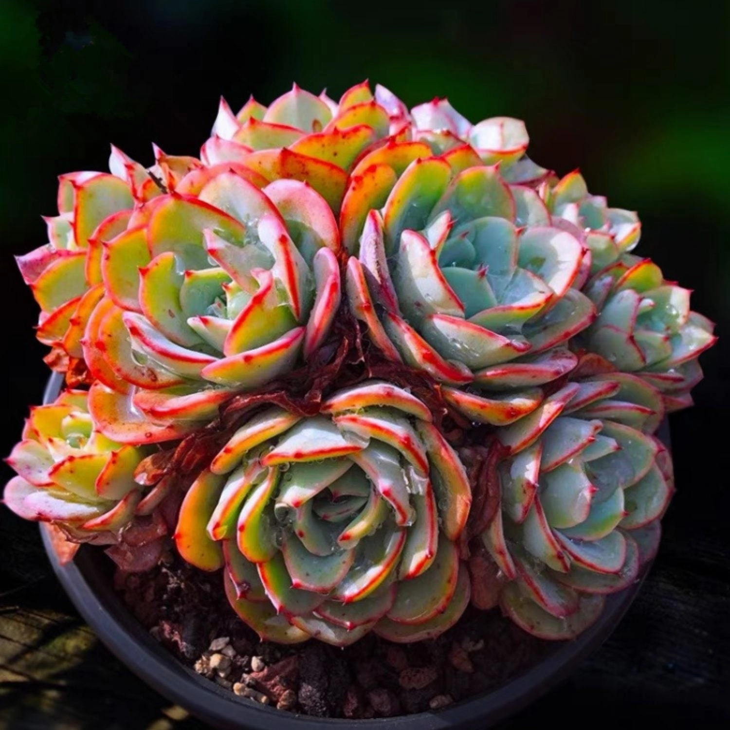 Echeveria 'Atlantis' (4 inch)