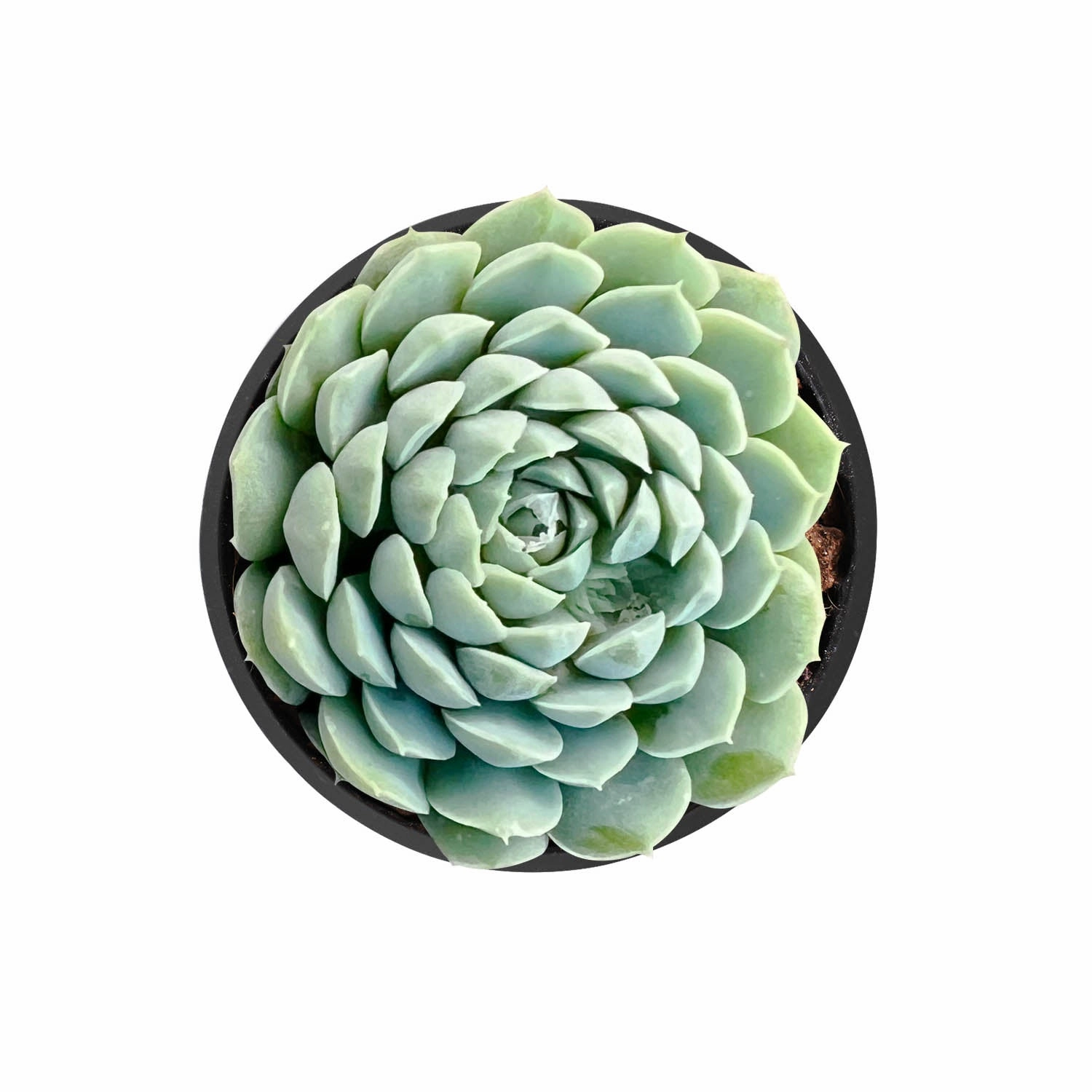 Echeveria 'Ball of Fat' mini ornamental plant  