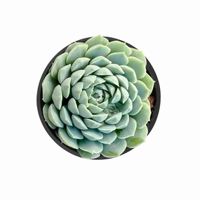 Echeveria 'Ball of Fat' mini ornamental plant  