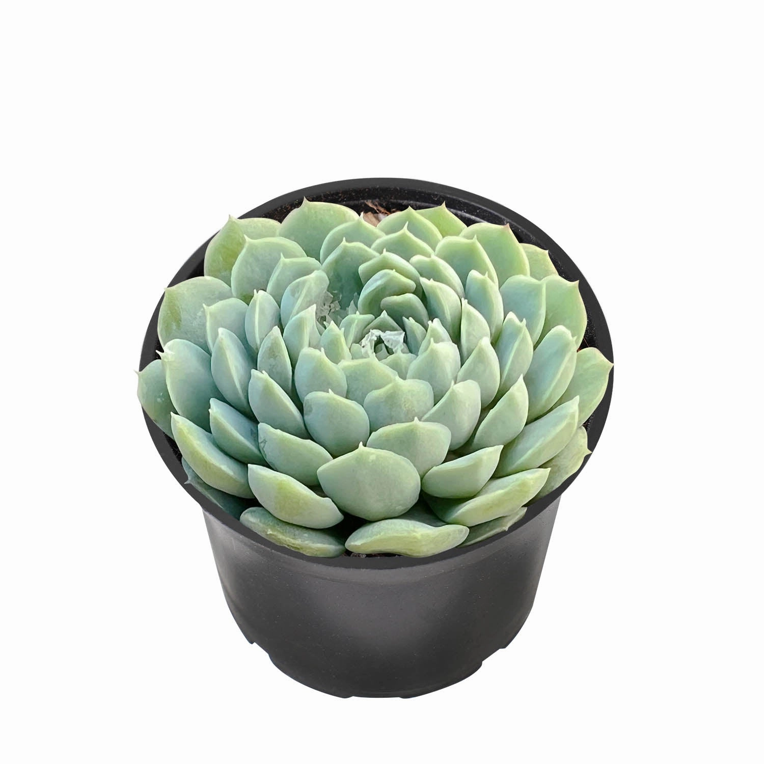 Echeveria 'Ball of Fat'