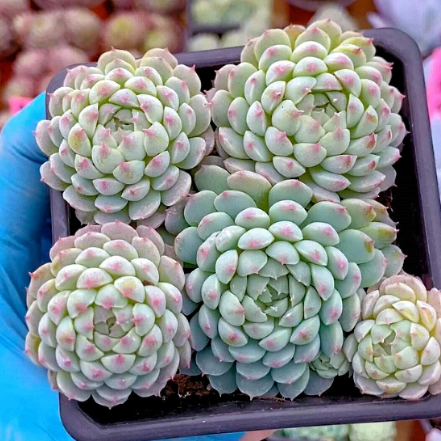 Echeveria 'Ball of Fat'