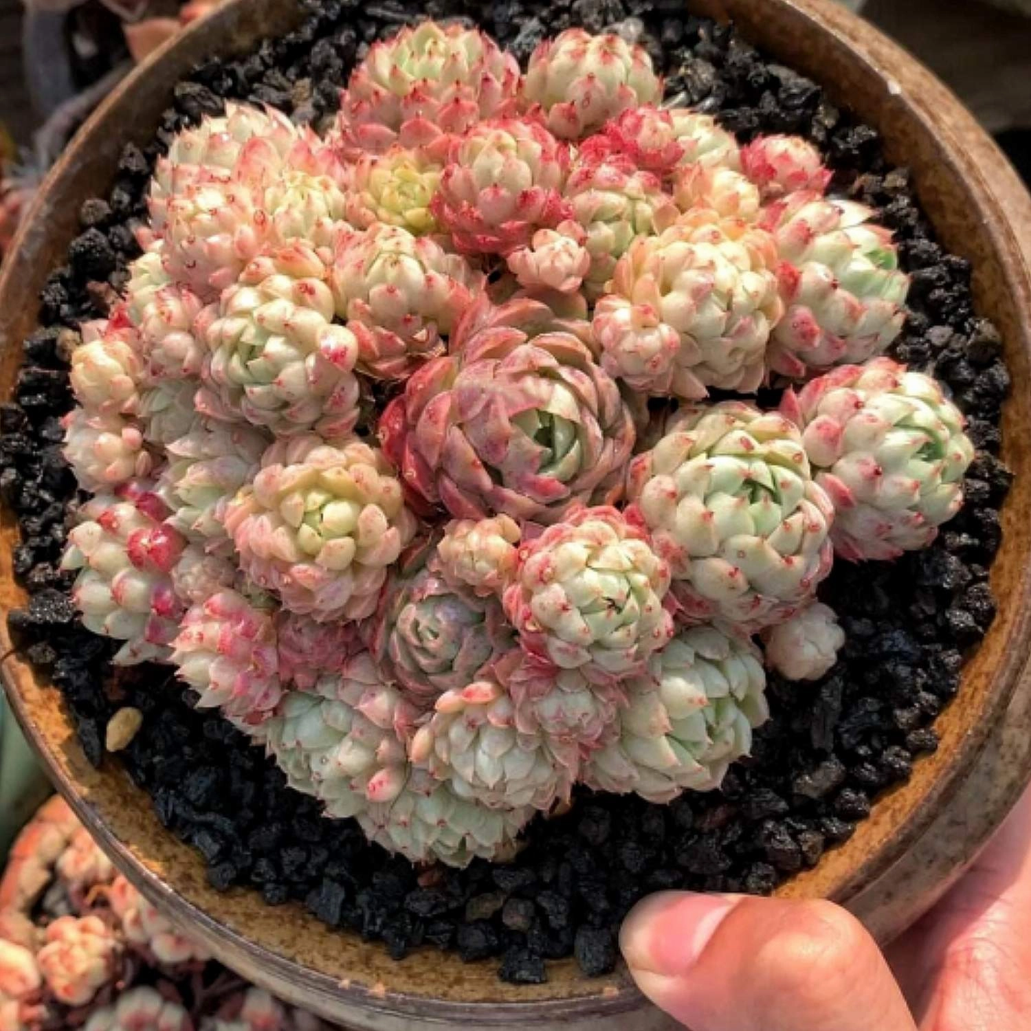 Echeveria 'Ball of Fat'