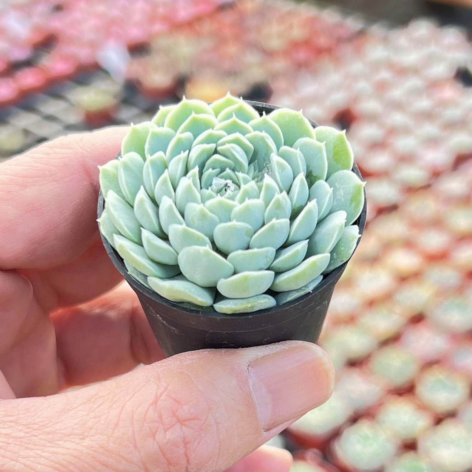 Echeveria 'Ball of Fat'