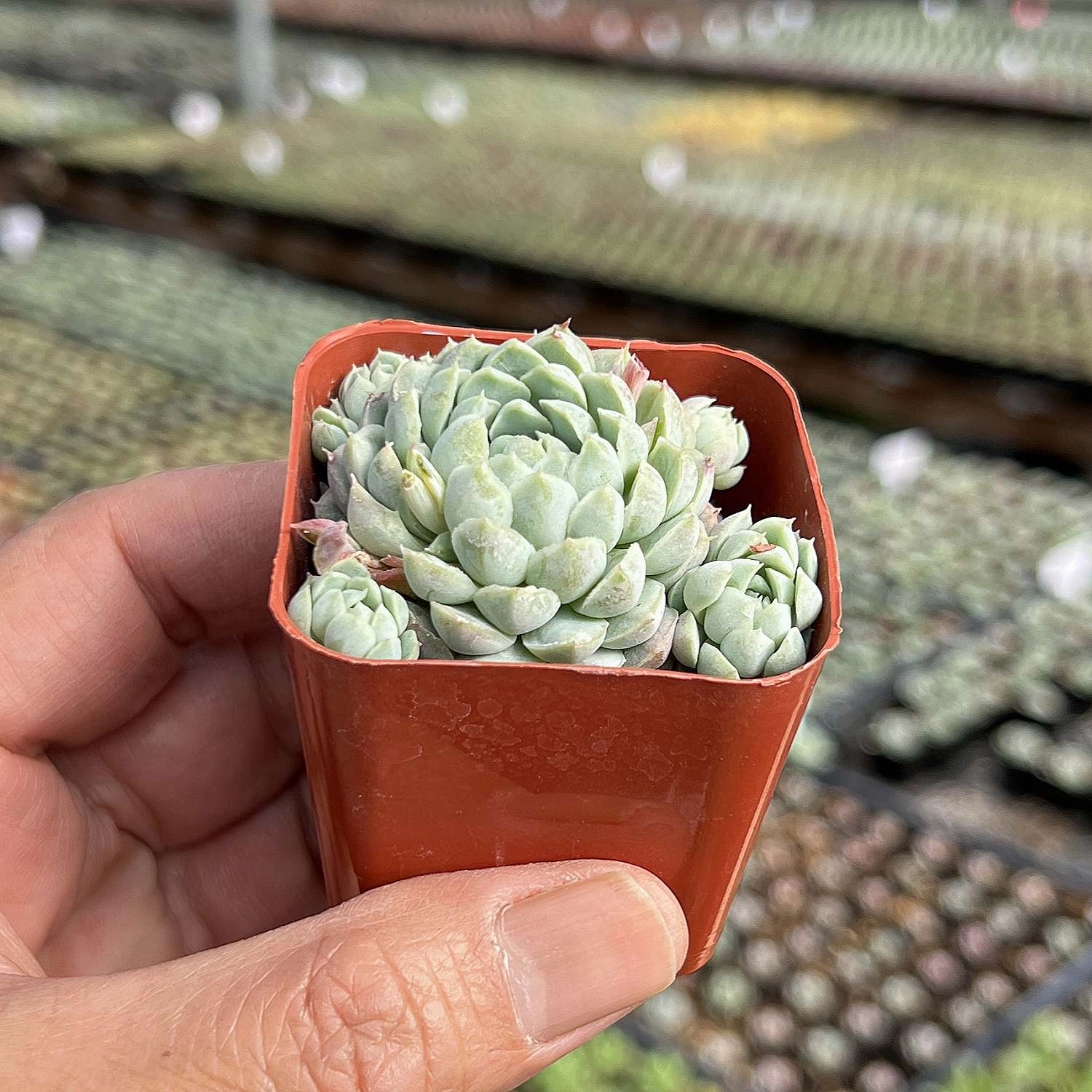 Echeveria 'Ball of Fat'