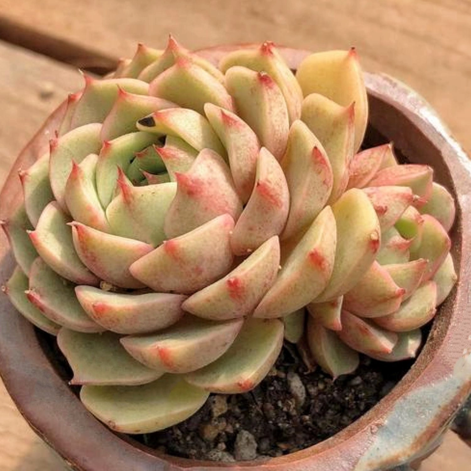 Echeveria 'Ben Badis' /Echeveria ''Kernii''