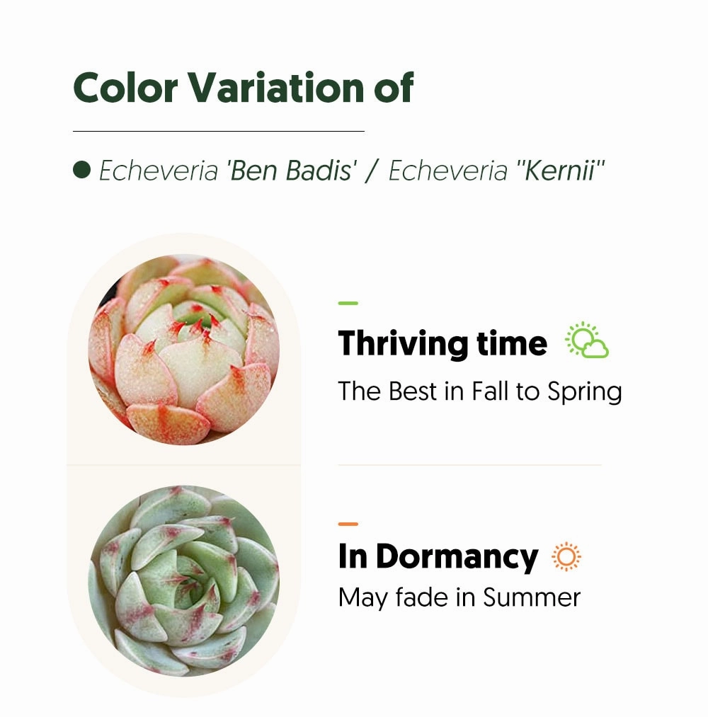 Echeveria 'Ben Badis' /Echeveria ''Kernii''