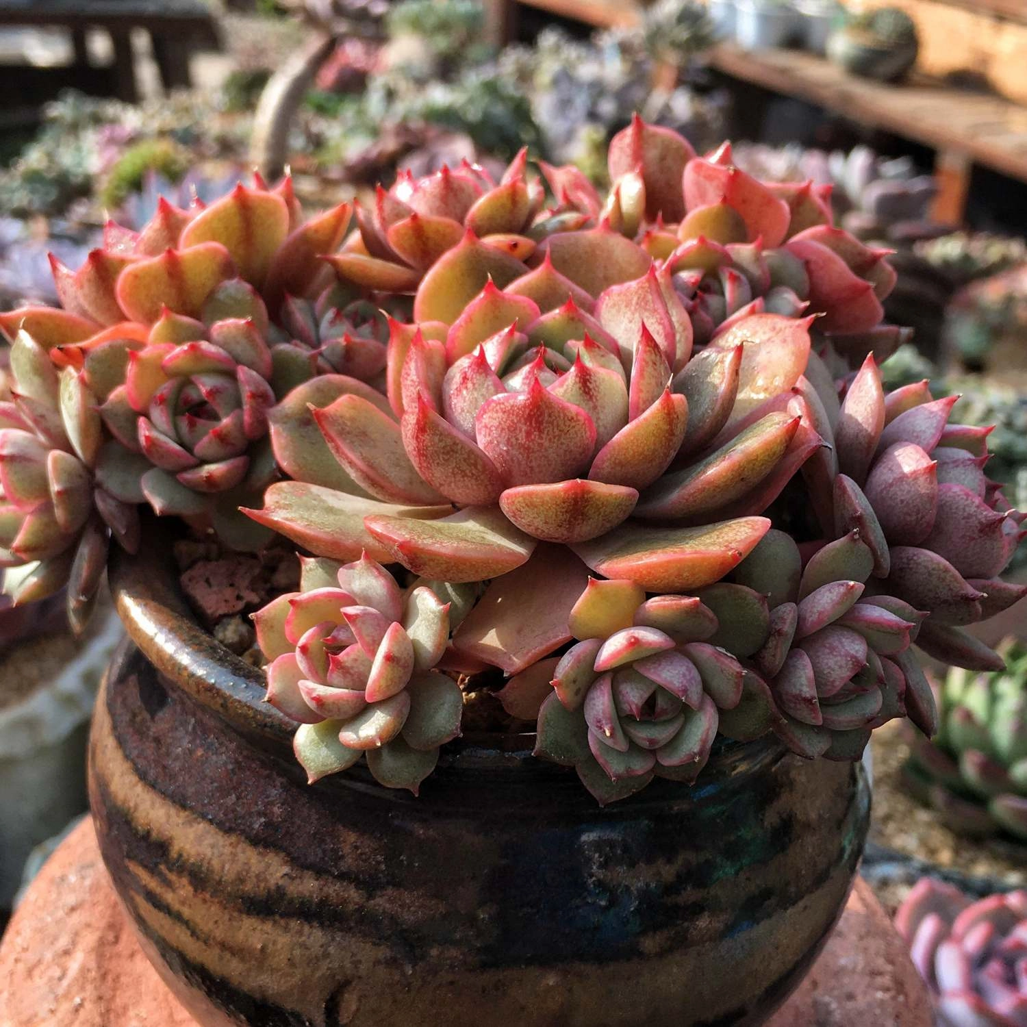 Echeveria 'Ben Badis' /Echeveria ''Kernii''