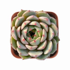 Echeveria 'Ben Badis' /Echeveria ''Kernii'' mini ornamental plant  