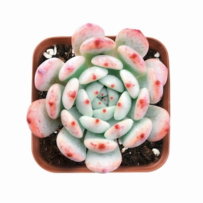 Echeveria 'Biante' mini ornamental plant  
