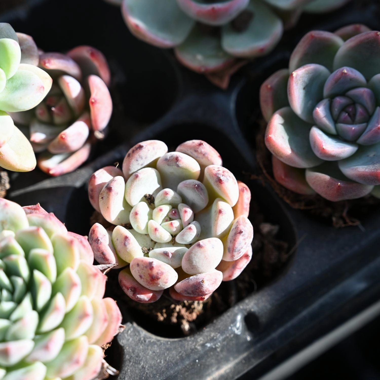 Echeveria 'Biante'