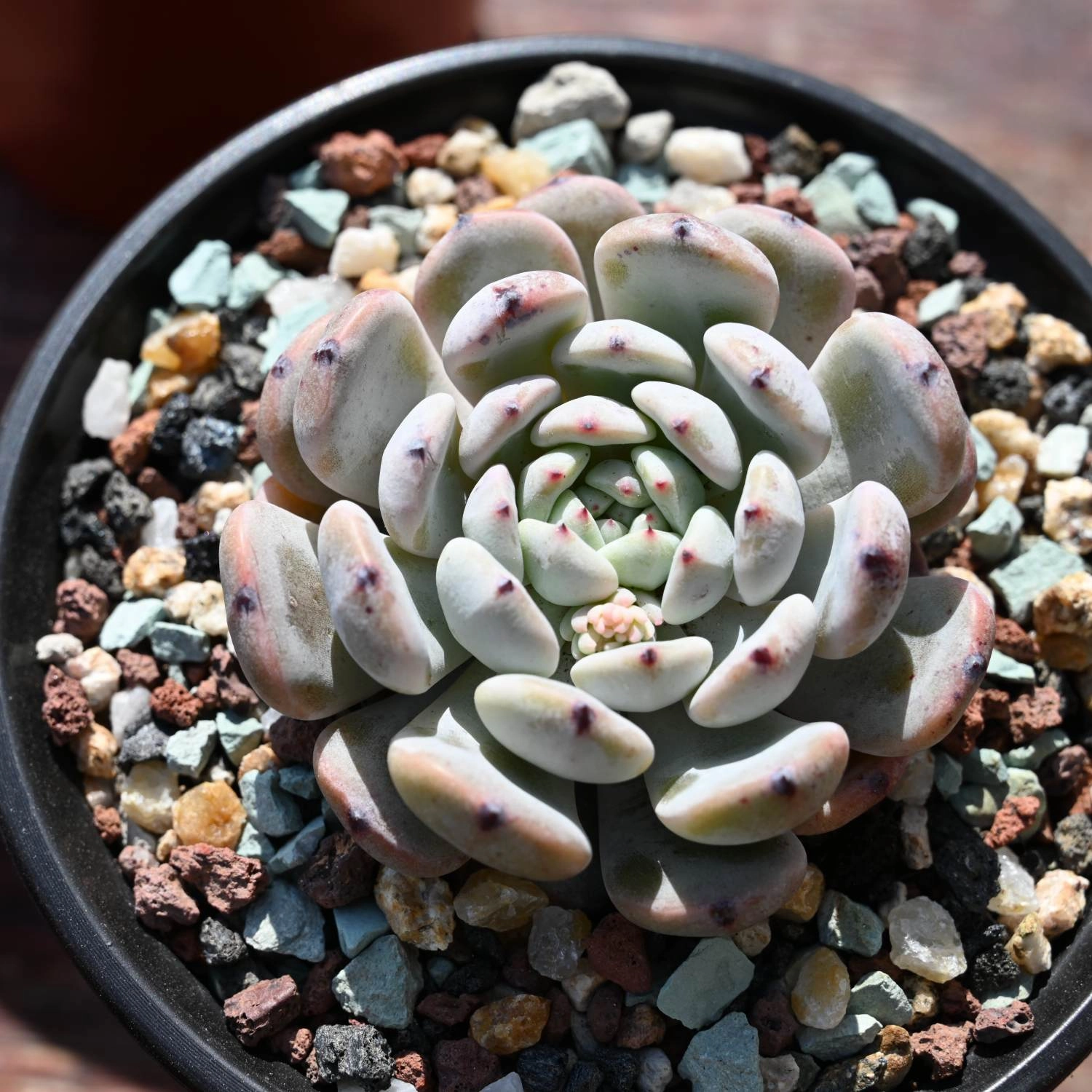 Echeveria 'Biante'
