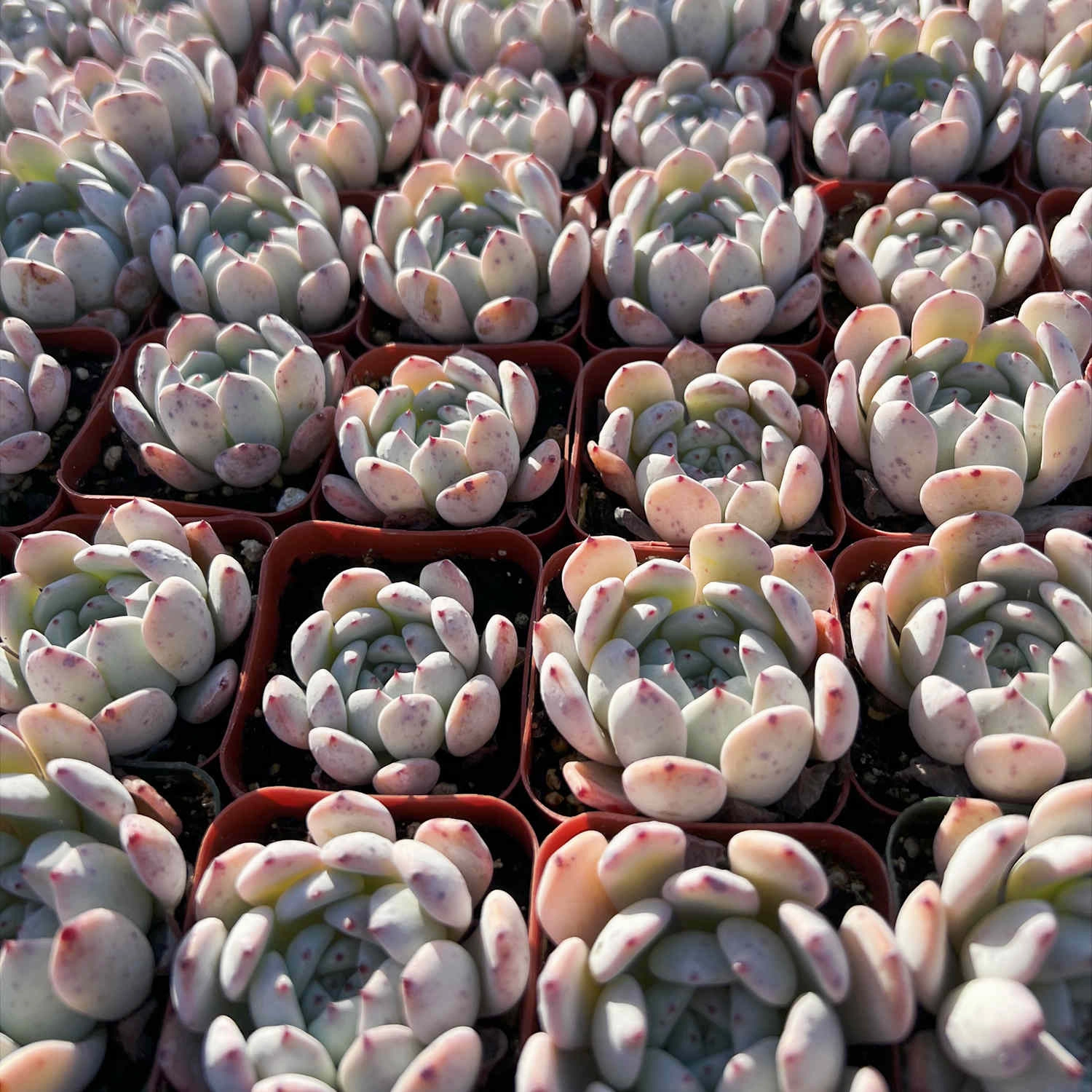 Echeveria 'Biante'