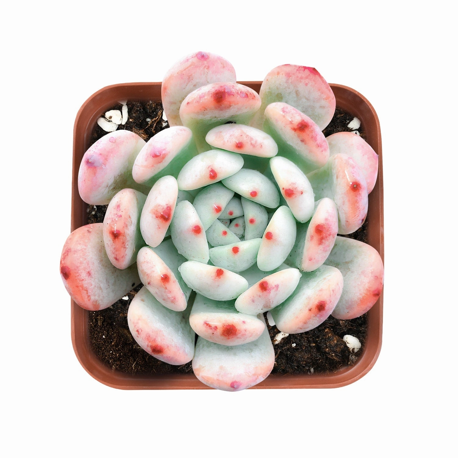 Echeveria 'Biante' mini ornamental plant  