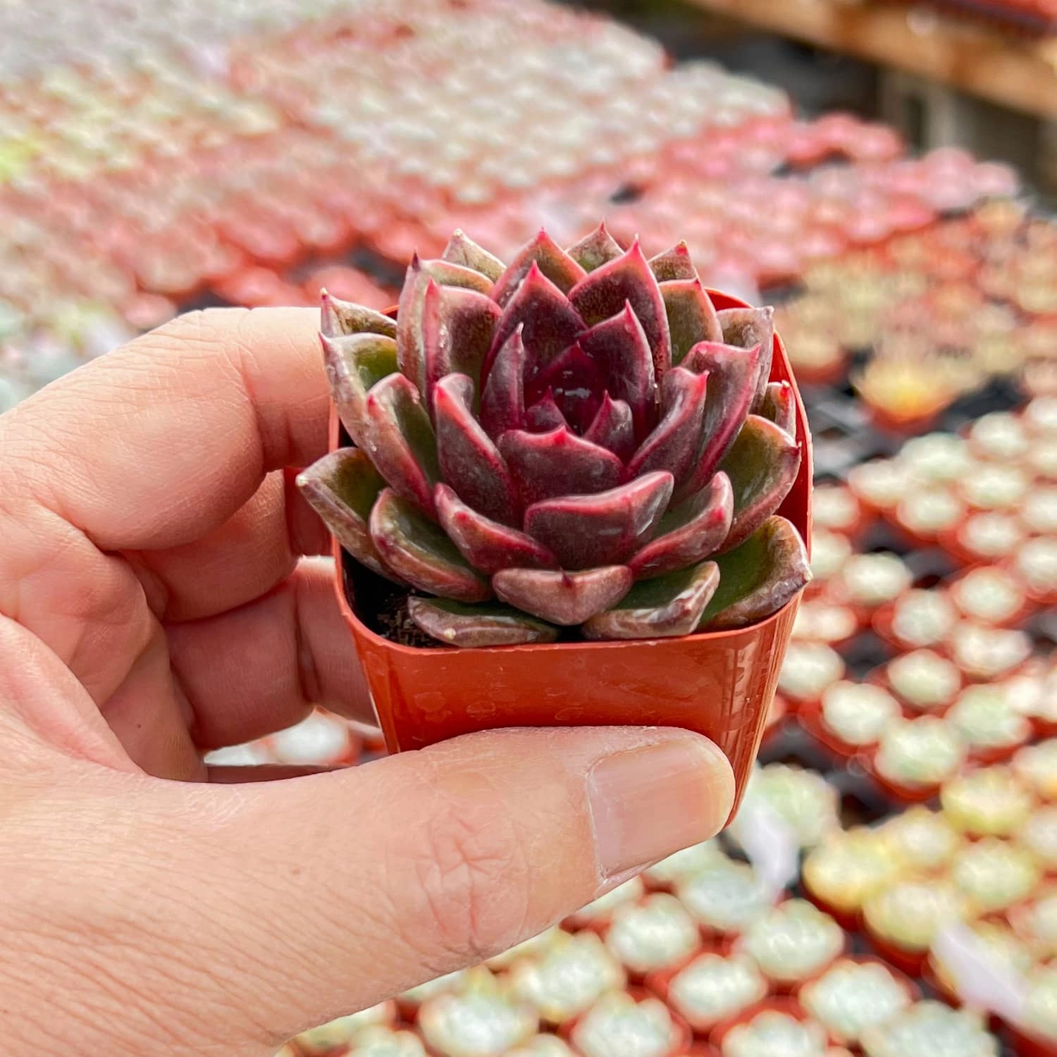 Echeveria 'Black Crystal'/  Echeveria 'Amethyst'