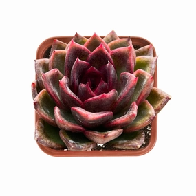 Echeveria 'Black Crystal'/  Echeveria 'Amethyst' mini ornamental plant  
