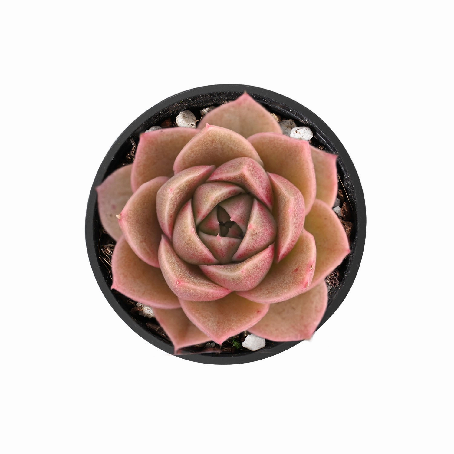 Echeveria 'Black Crystal'/  Echeveria 'Amethyst'