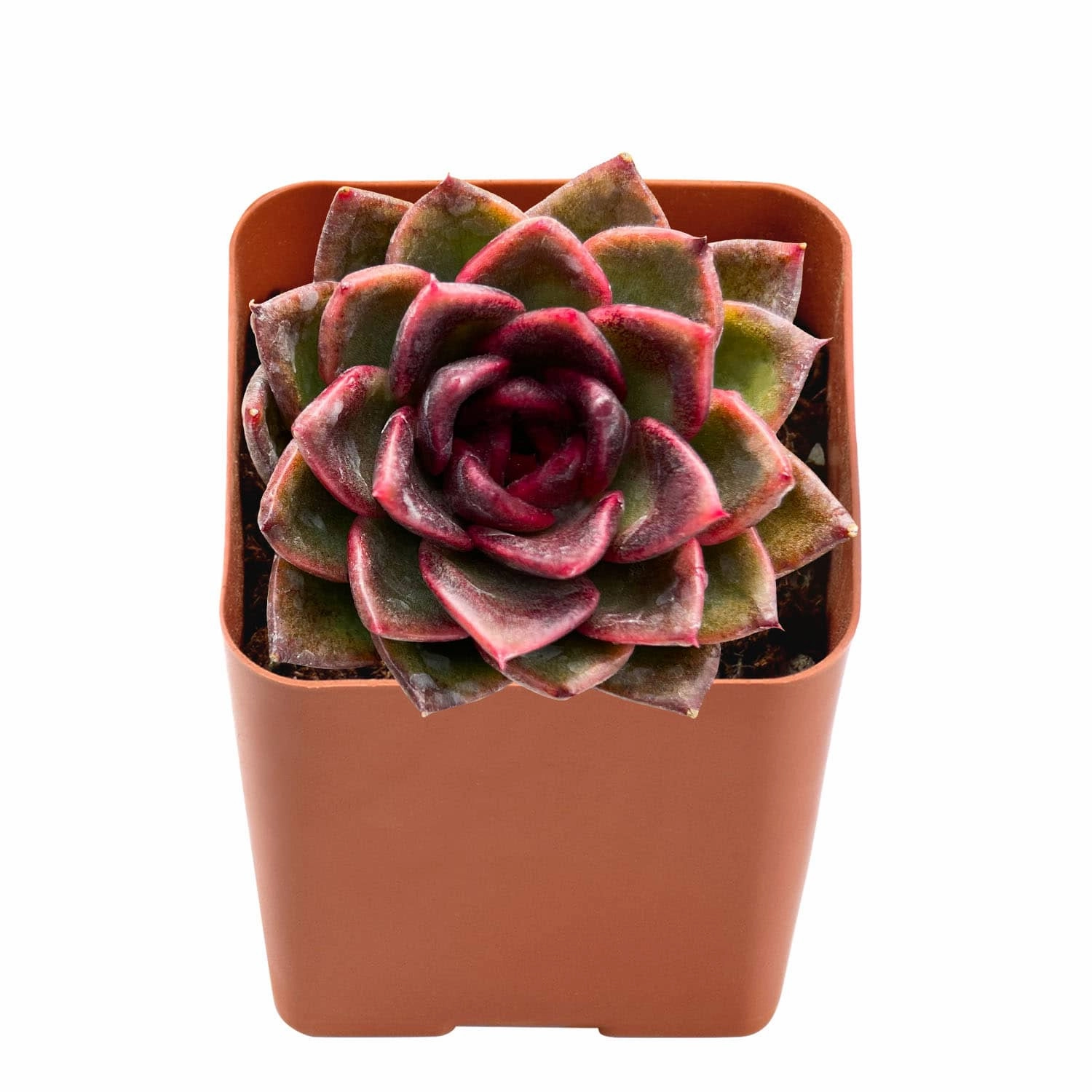 Echeveria 'Black Crystal'/  Echeveria 'Amethyst'