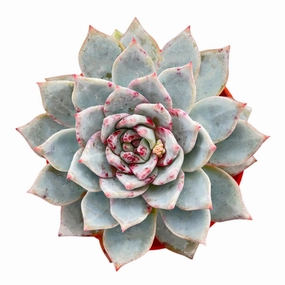 Echeveria 'Blue Bird' (4 inch) mini ornamental plant  