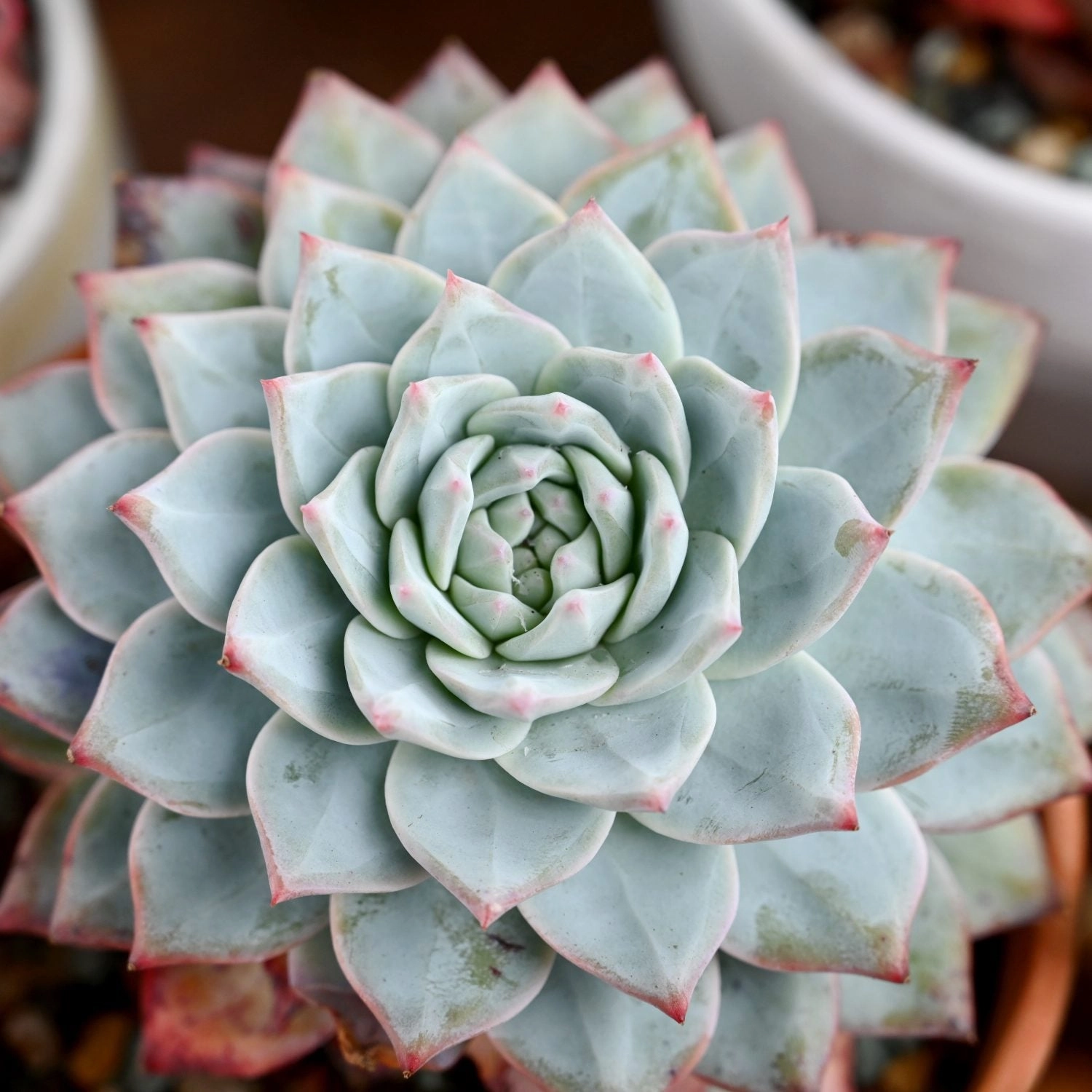 Echeveria 'Blue Bird' (4 inch)