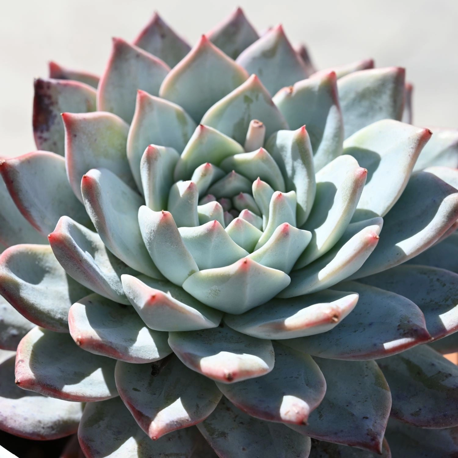Echeveria 'Blue Bird' (4 inch)