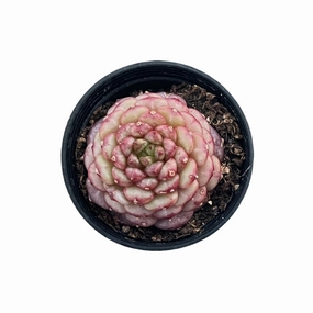 Echeveria 'Blue Peacock' (Rare) mini ornamental plant  