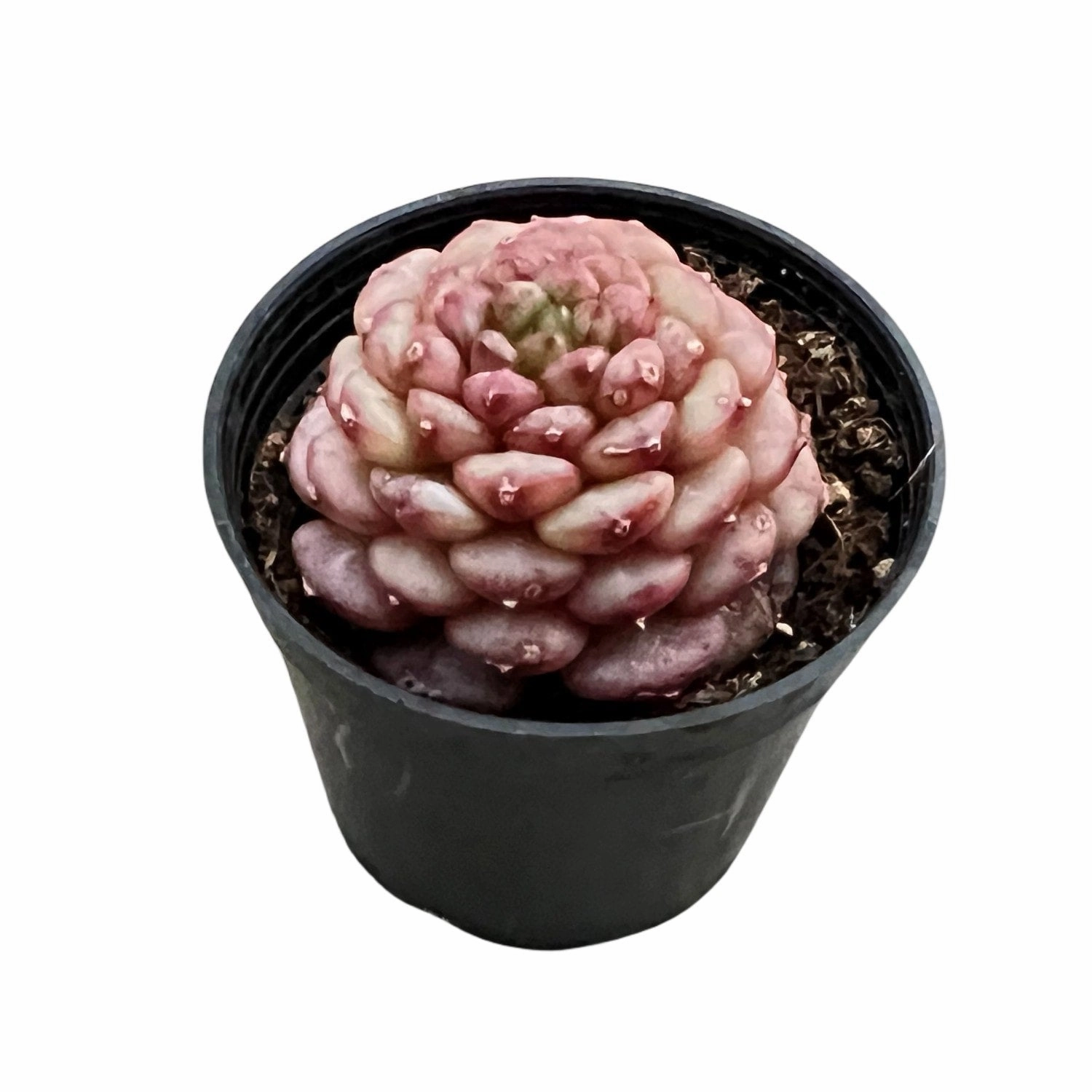 Echeveria 'Blue Peacock' (Rare)