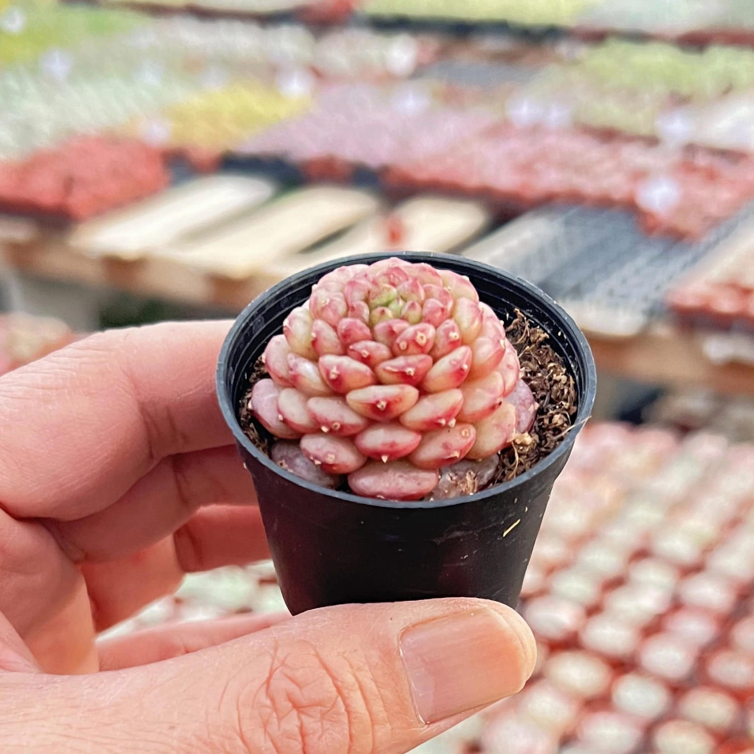 Echeveria 'Blue Peacock' (Rare)