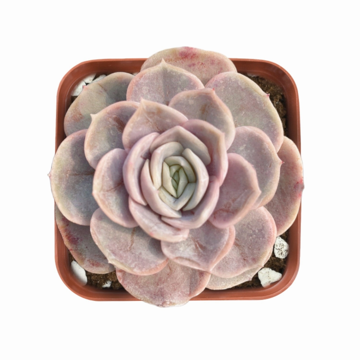 Echeveria 'Blue Surprise' mini ornamental plant  