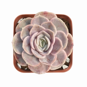 Echeveria 'Blue Surprise' mini ornamental plant  