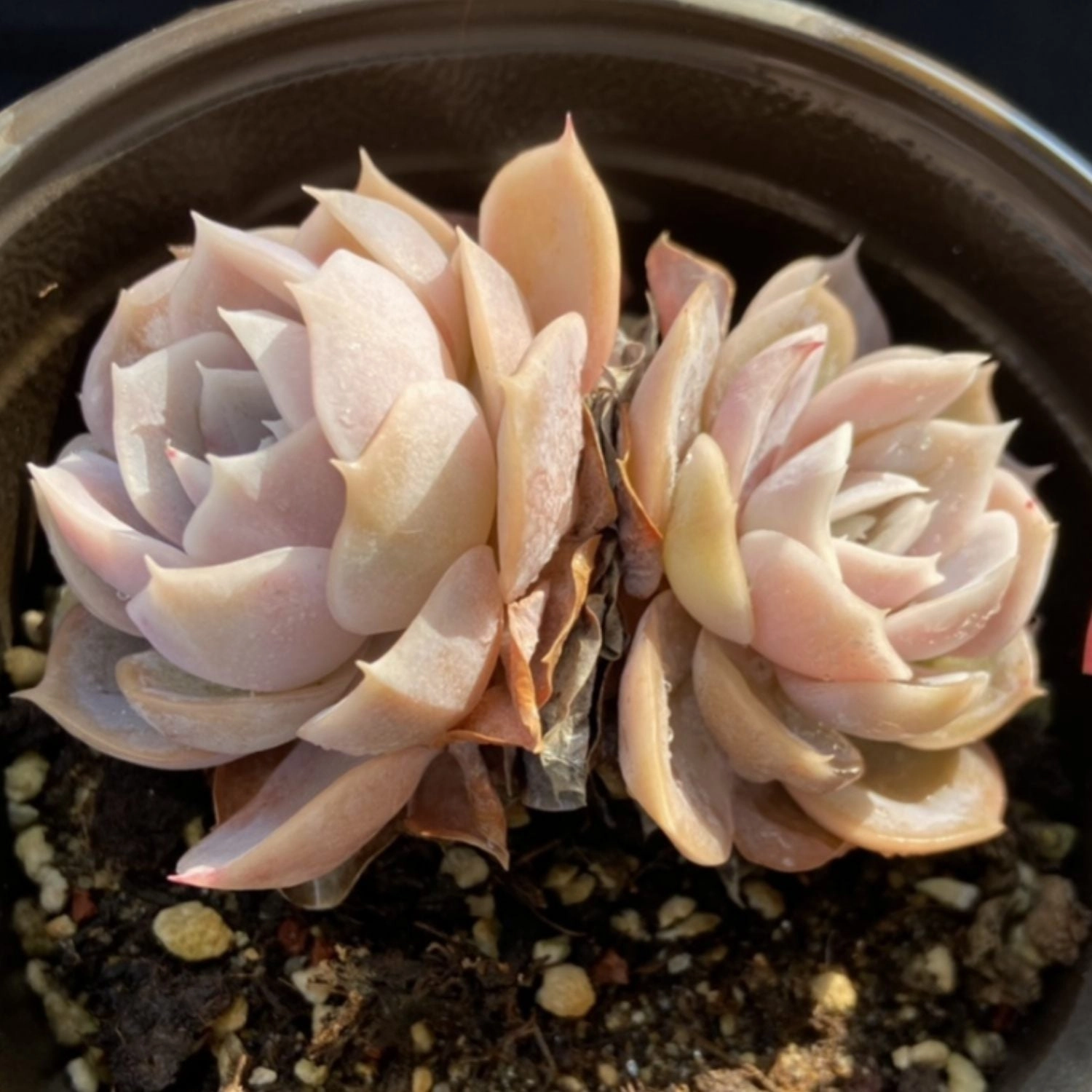 Echeveria 'Blue Surprise'