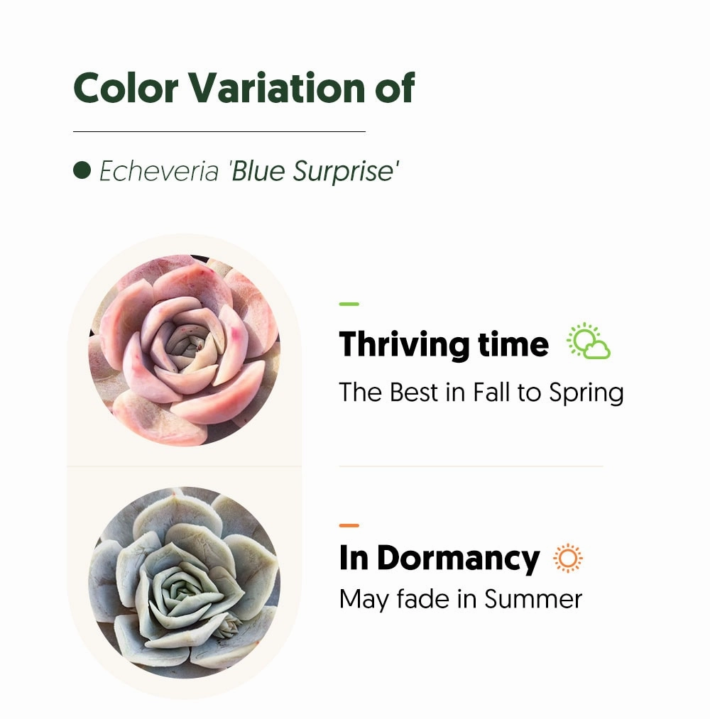 Echeveria 'Blue Surprise'