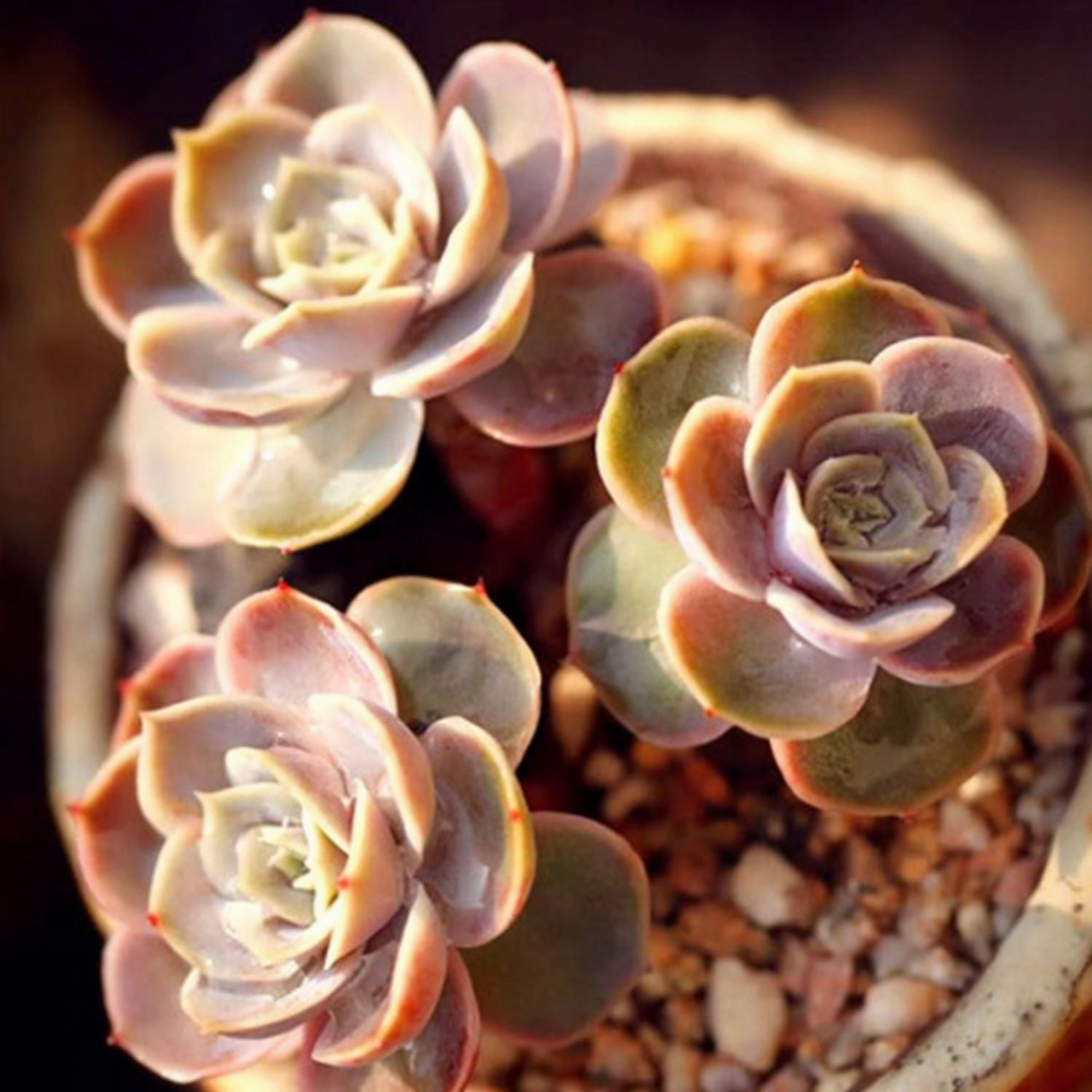 Echeveria 'Blue Surprise'