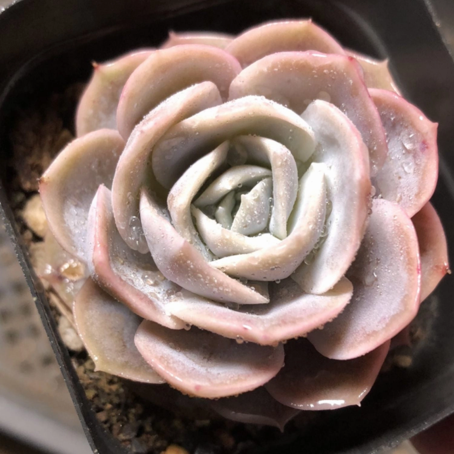Echeveria 'Blue Surprise'