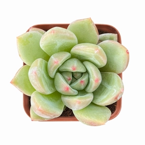 Echeveria 'Champagne' mini ornamental plant  