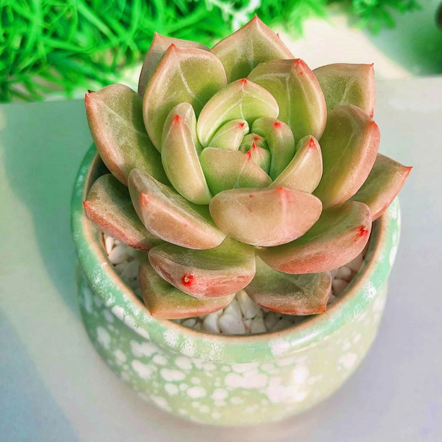 Echeveria 'Champagne'