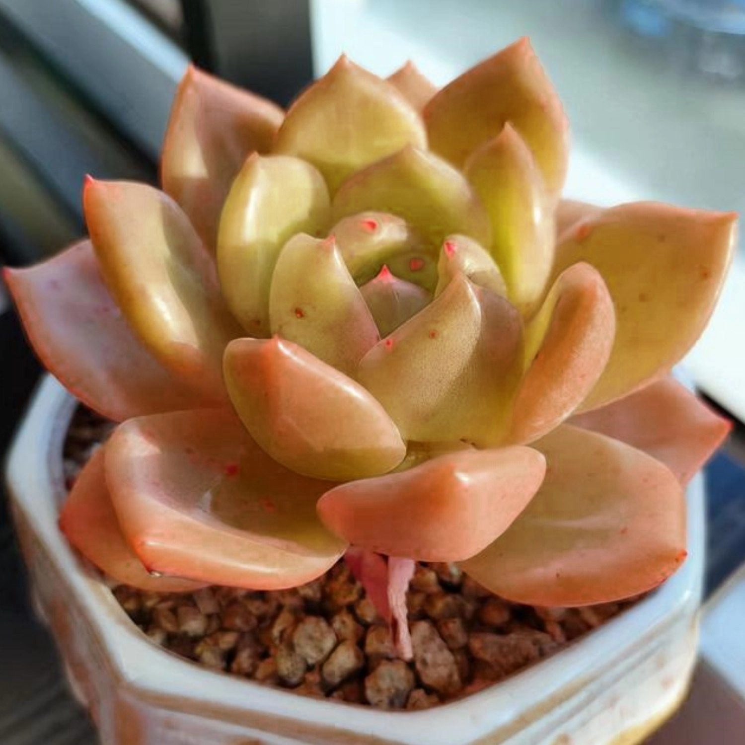 Echeveria 'Champagne'