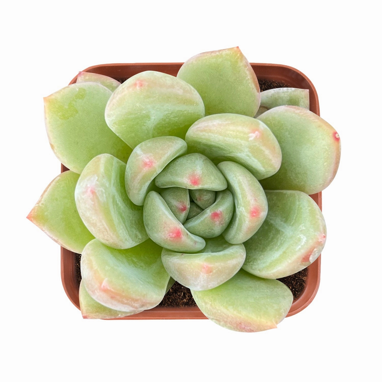 Echeveria 'Champagne' mini ornamental plant  