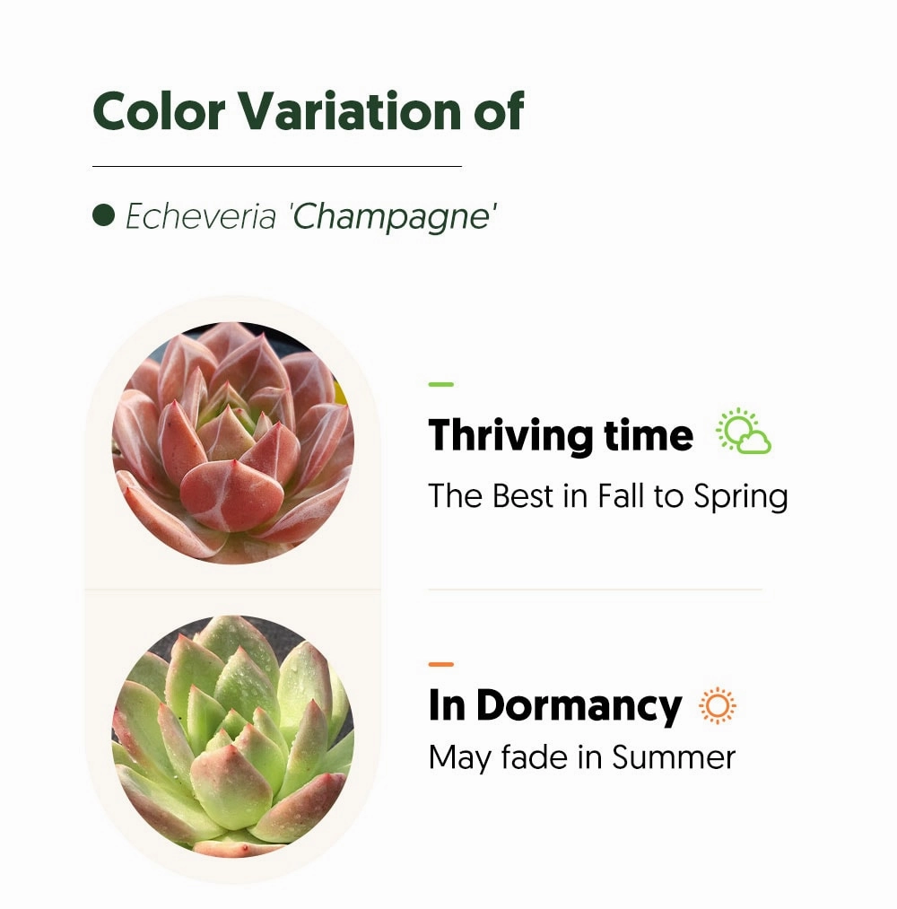 Echeveria 'Champagne'