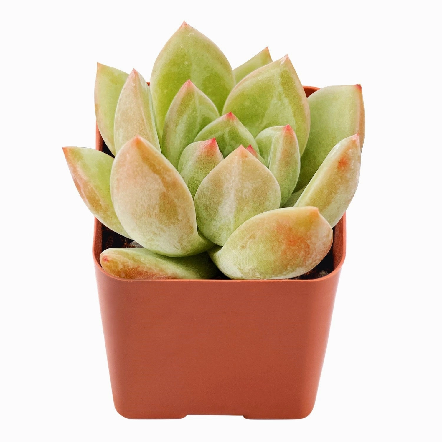 Echeveria 'Champagne'
